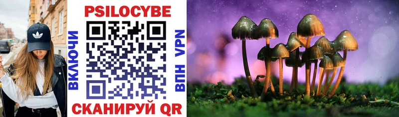 Галлюциногенные грибы Psilocybe Новокузнецк